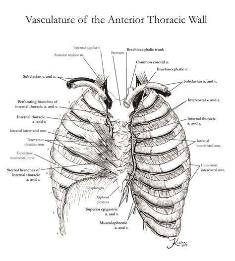 Anterior Thoracic Wall 1 Muscle Anatomy Thoracic Thorax Images