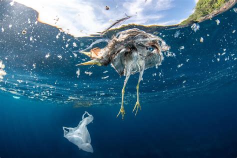 10 Of The Most Dangerous Plastics Polluting Our Oceans Vlrengbr