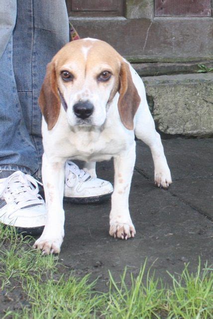 Sandy 1 2 Year Old Female Beagle Dog For Adoption