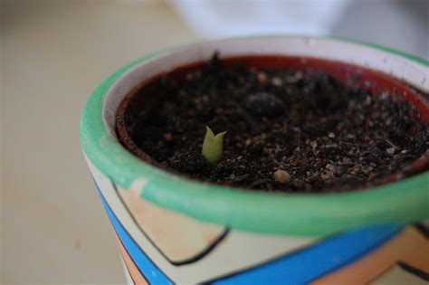 With a growing interest in starting cacti from seed, i see many people asking about how to begin. Cactus Seed Germination: Learn How And When To Plant ...