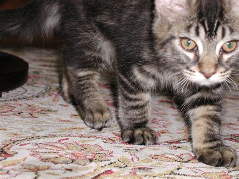 Maverick animal clinic, orange park, fl. maverick | Pets, Animals, Cats