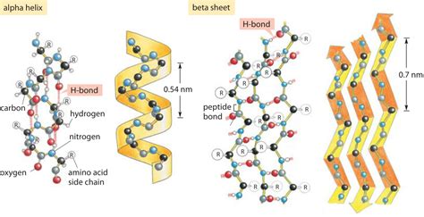 Protein Secondary Structure Alpha Helix And Beta Sheet