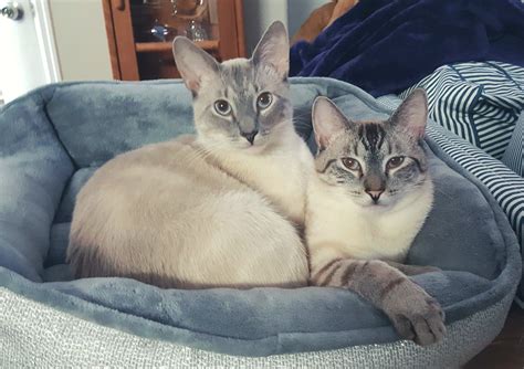 Pin On Lynx Point Siamese Cats