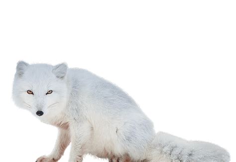 Arctic Fox Png Transparent Image Download Size 815x560px