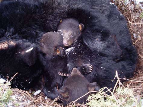 on biology long term monitoring in wild black bears