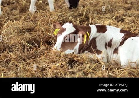 Newborn Cute Calf At A Dairy Farm Laying In Straw Sweet Calf Placidly