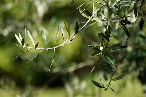 300 Free Olive Branch And Olive Tree Images Pixabay