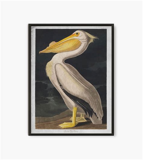 Pelican Print Audubon Birds Vintage Illustrations Book Page Etsy