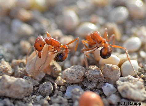 Gathering Seeds And Carrying Tiny Boulders In The Desert Harvester