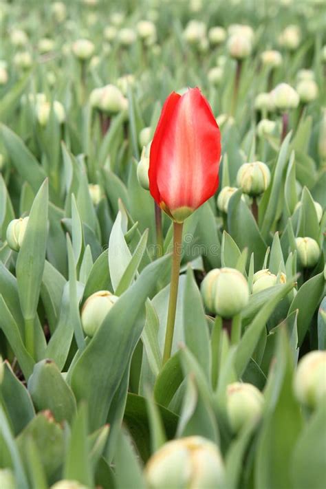 Early Red Tulip In A Field Stock Image Image Of Blossom 24298861