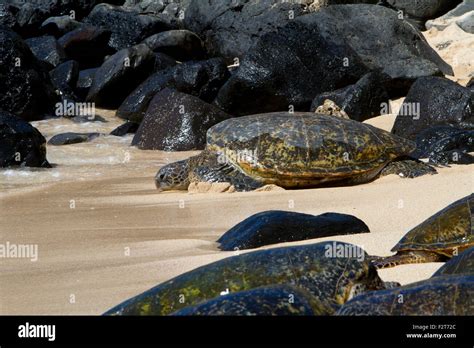 Green Sea Turtles Chelonia Mydas Resting On The Beach At Ho Okipa