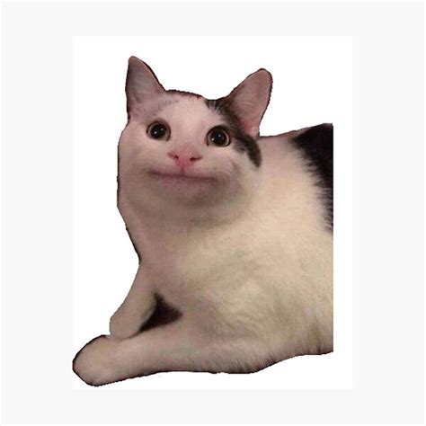 Meme Cat Polite Cat Photographic Print For Sale By Peterprotozoa