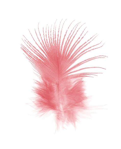 Red Feather Isolated On White Background Premium Photo