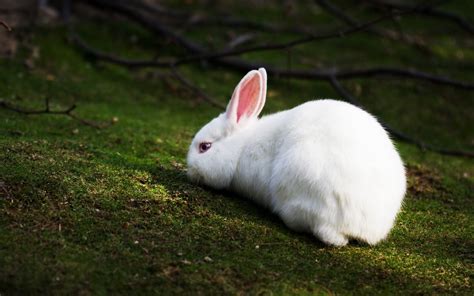 White Rabbit Wallpapers And Images Wallpapers Pictures Photos