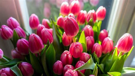 Bouquet Roses Tulips Closed Flowers Spring Flowers Hd Wallpaper