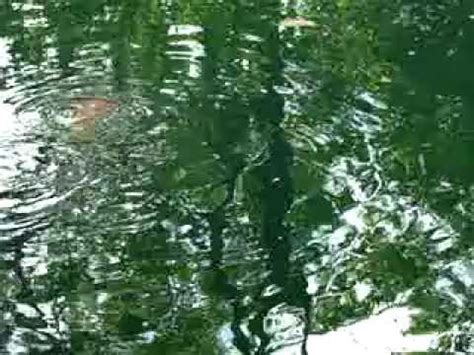 A wide variety of backyard waterfall pond options are available to you, such as material, warranty, and type. Catfish in Backyard Pond - YouTube