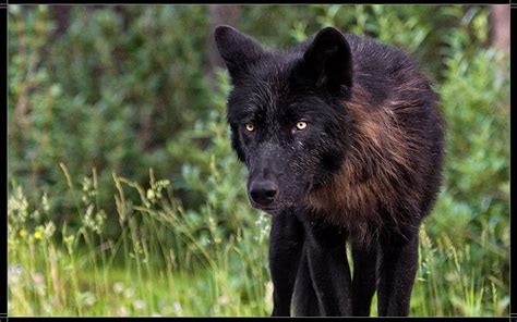 Baby Black Wolf