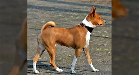 Basenji Dog Breed Price Lifespan Temperament And Size Decadeslife