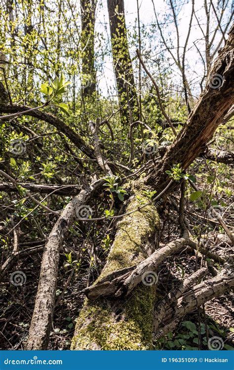 Broken Branches Of A Tree In The Middle Of The Forest Stock Image