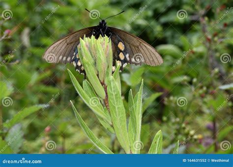 California Pipevine Swallowtail Battus Philenor Subsp Hirsuta
