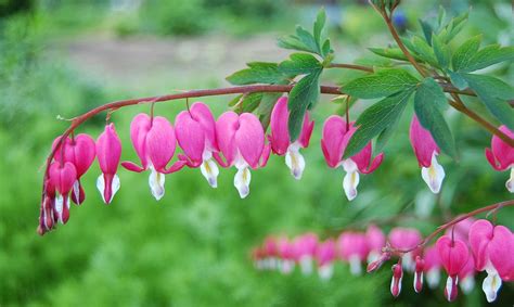 This species was earlier classified as a member of the genus dicentra in the same family. Splendid Cosmos: Bleeding Heart Flower