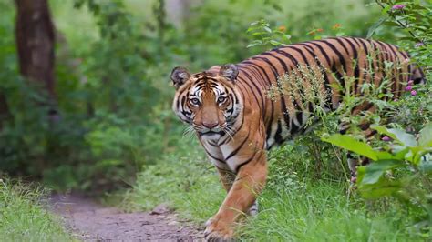 Sundarban Of Bangladesh Mangrove Forest Tigers Of Sundarban