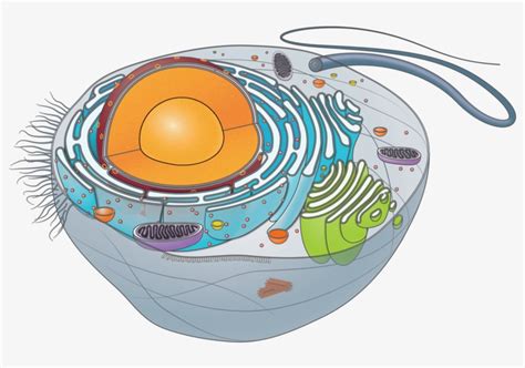 Affordable and search from millions of royalty free images, photos and vectors. Animal Cell - Unlabeled - Circle PNG Image | Transparent ...