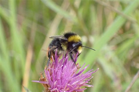 The North East Bee Hunt Summer Highlights Natural History Society Of
