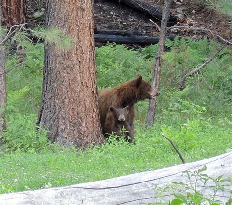 Bear Cub Pics Black Bear Or Grizzly Bear Hunts