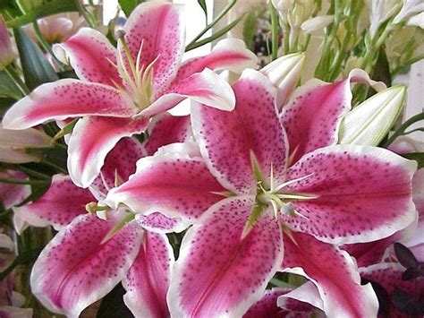 Esistono bulbi che producono fiori raccolti in magnifiche spighe lunghe, mentre altri sviluppano grandi fiori tondi. fiori da bulbo - Bulbi - Piante bulbose