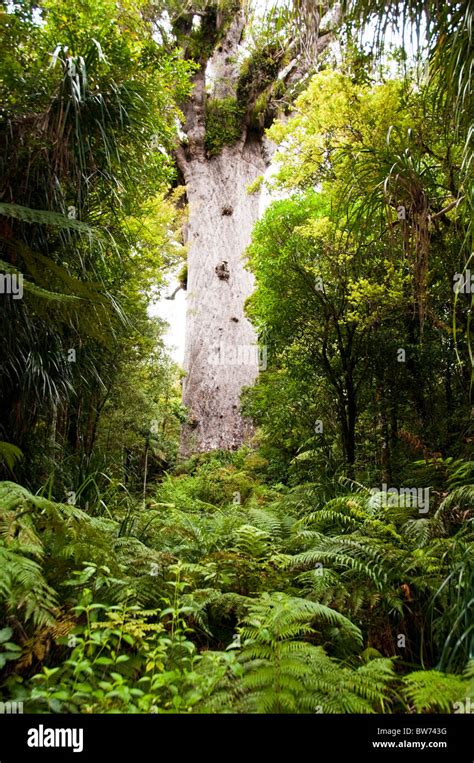 Kauris Trees Tane Mahuta Tree Waipoua Forest North Land Forest Park
