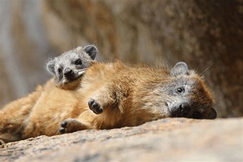 Rock Hyrax Facts Critterfacts