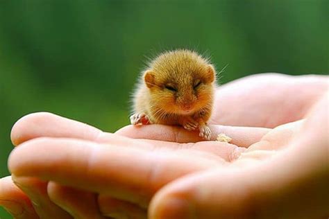 40 Adorable And Cute Small Animal Pictures