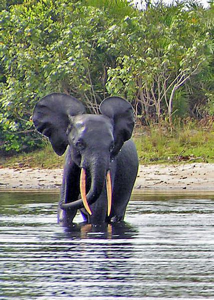 Elephant Swimming Photo Gabon Africa