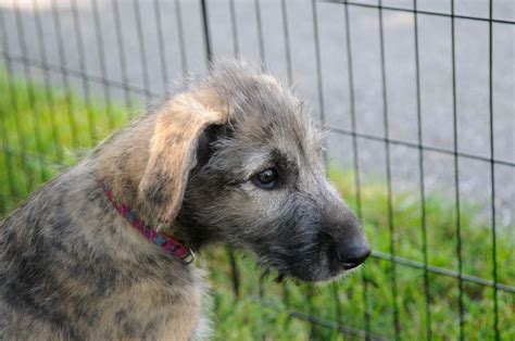 irish wolfhound information dog breeds  thepetowners
