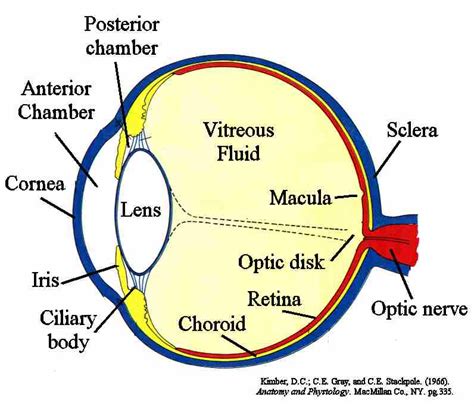 Zoology For HSEB: Eye and Ear