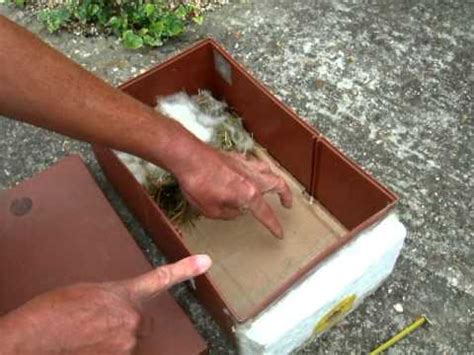 Apparently, people are less picky on these days. Bumble Bee Nest Boxes with Aidan - How to set up your own ...