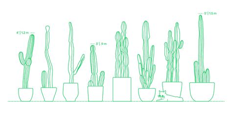 Potted Cacti Dimensions And Drawings