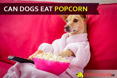 Can I Feed Popcorn To My Dog Is Popcorn Bad For Dogs