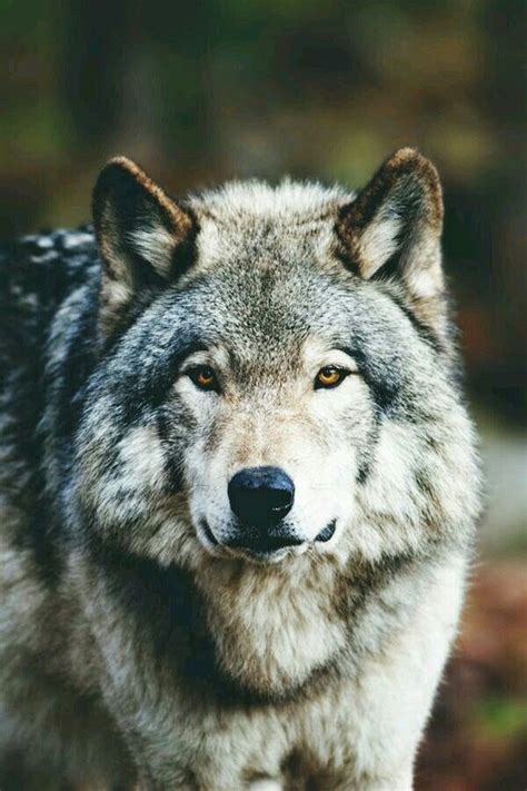 Grey Wolf Wolf Dog Beautiful Wolves Wolf Photography