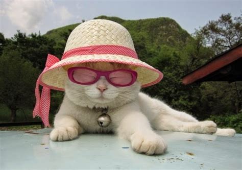 Check spelling or type a new query. Funny Cats Wearing Glasses Animals | Amazing Latest ...