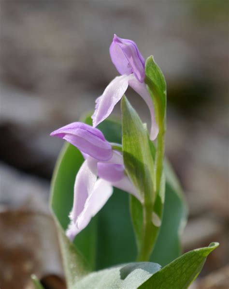 Showy Orchis Galearis Spectabilis Identify That Plant