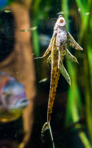 15 Popular Fish With Whiskers Fishlab