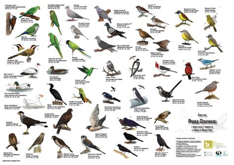 ¿cuáles Son Los Nombres De Las Aves Actualizado Marzo 2024