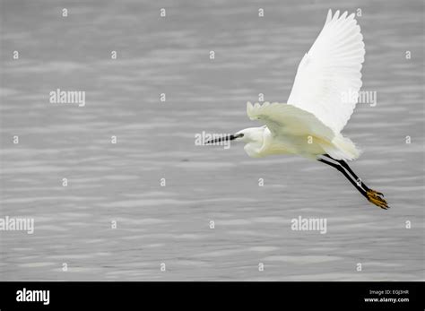 A Little Egret In Flight Over The Sea At Zanzibar Stock Photo Alamy