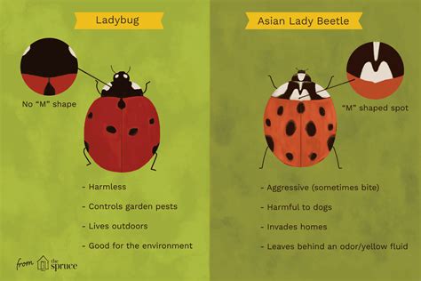What Is The Difference Between A Ladybug And An Asian Lady Beetle