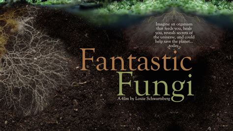 Virtual Theaters Fantastic Fungi