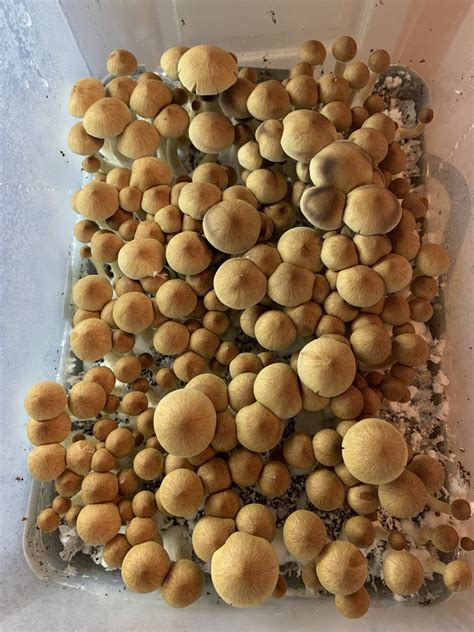 Pins Stopped Growing Mushroom Cultivation Shroomery Message Board