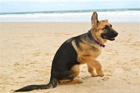 At What Age Do German Shepherds Ears Start To Stand Up