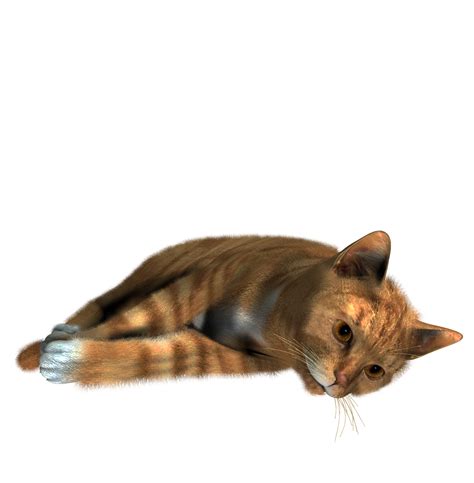 Siamese Cat Kitten Cat Png Image Png Download 14901520 Free